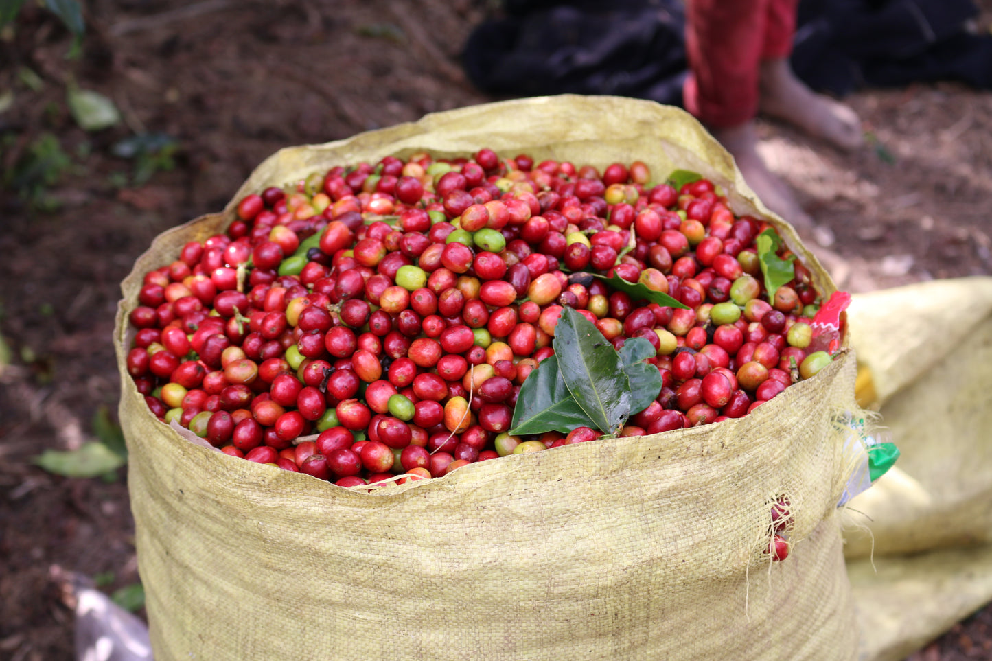 Sigri Estate Kula PB, Papua New Guinea | 200g