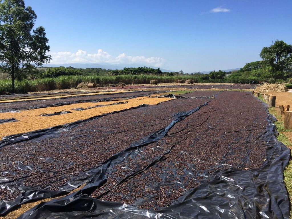 Hacienda Sonora SL28, Costa Rica | 200g