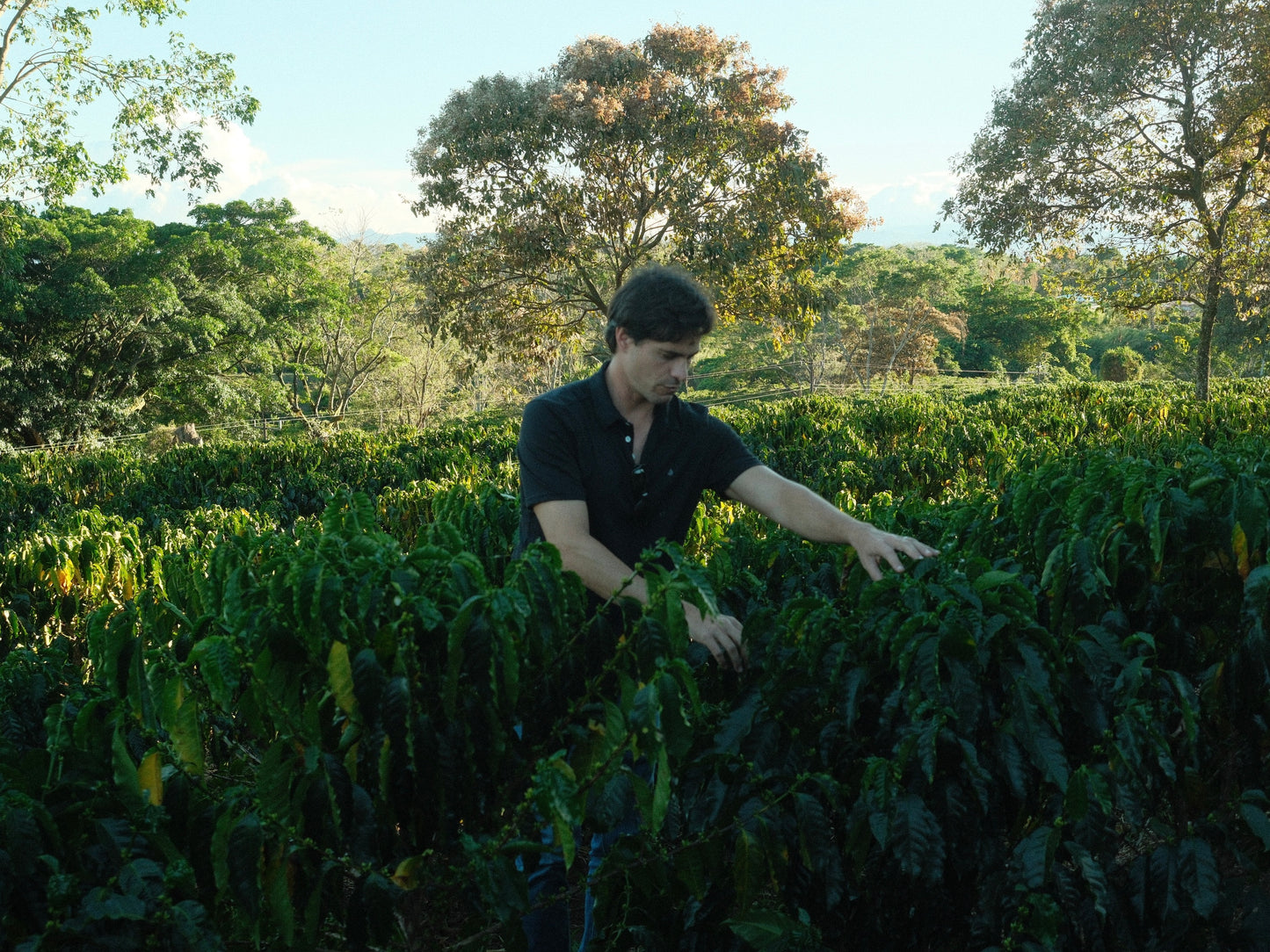 Hacienda Sonora SL28, Costa Rica | 200g