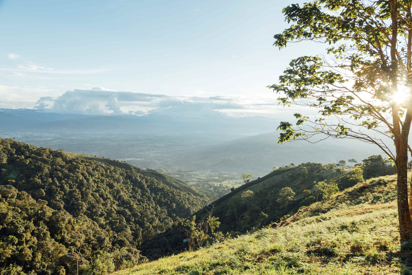 Yessica Parra Papayo Washed | 200g